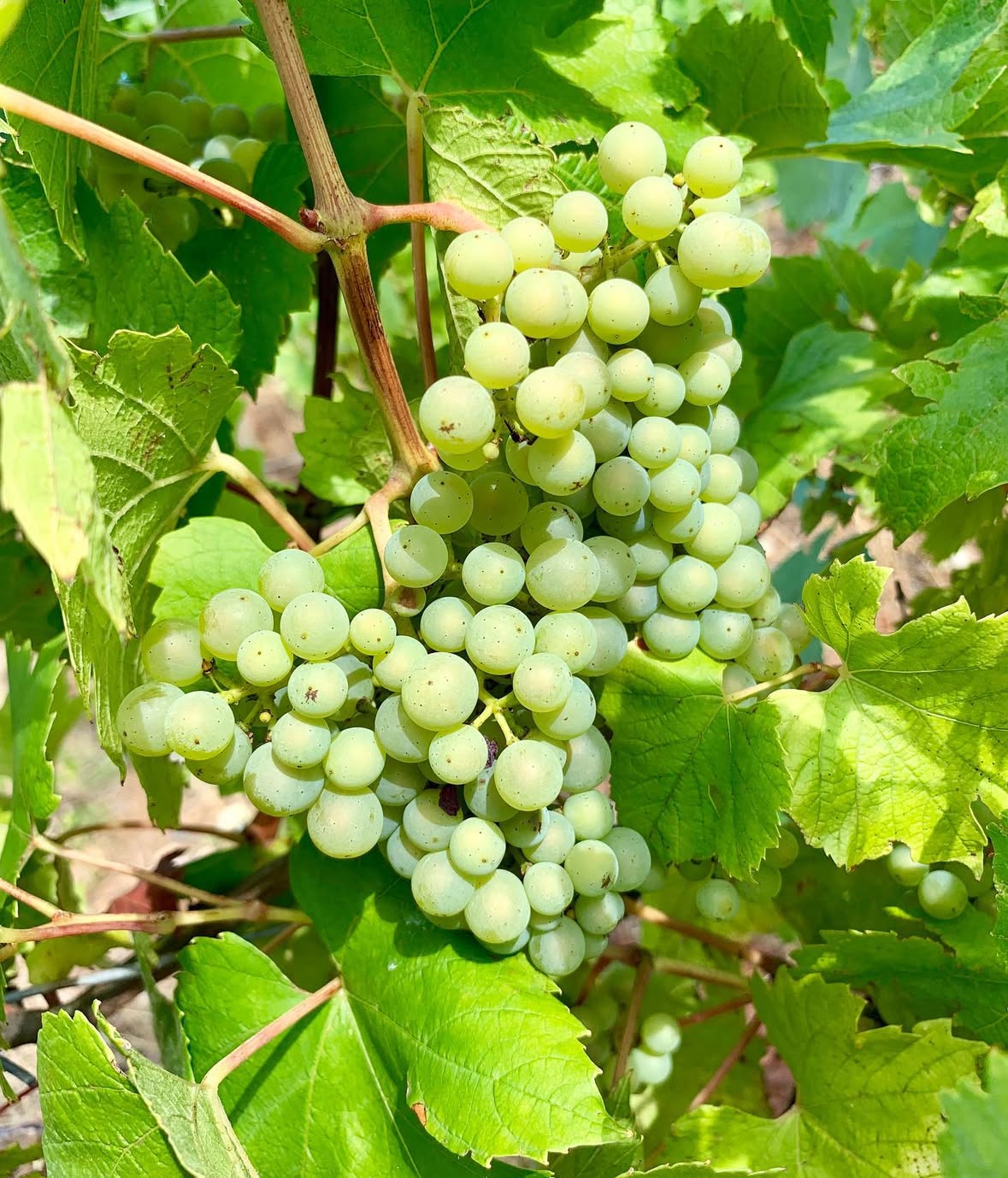 A moment from Château des Poupets on Instagram