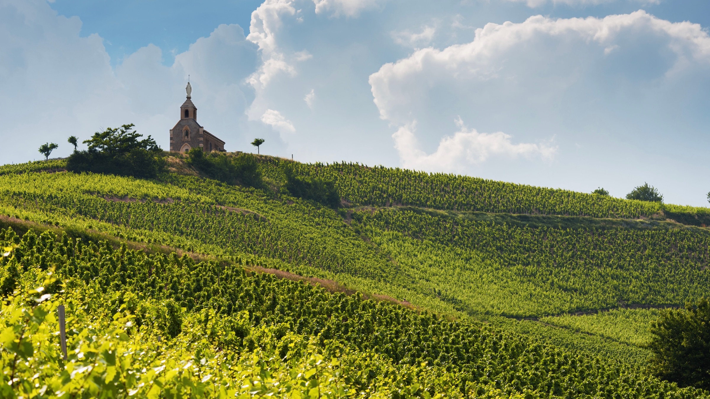Le Gamay, cépage du Beaujolais