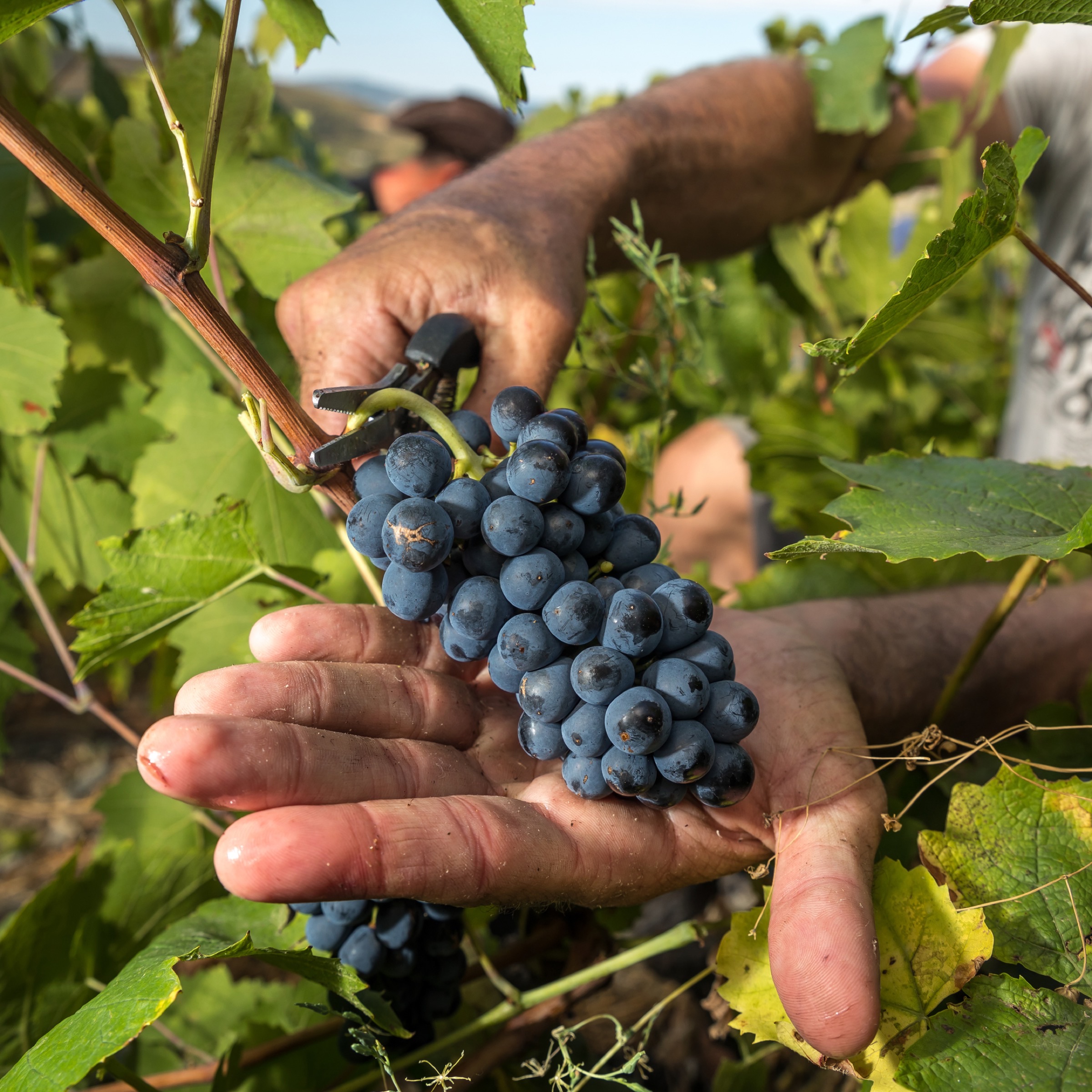 Temps des vendanges à Juliénas