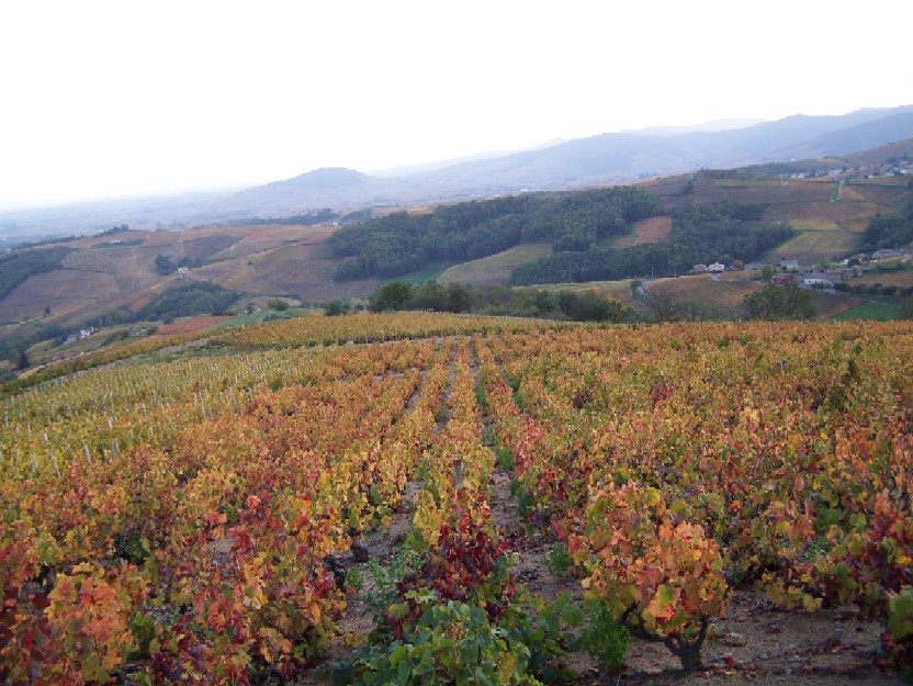 Quand vendanger le Gamay à Juliénas