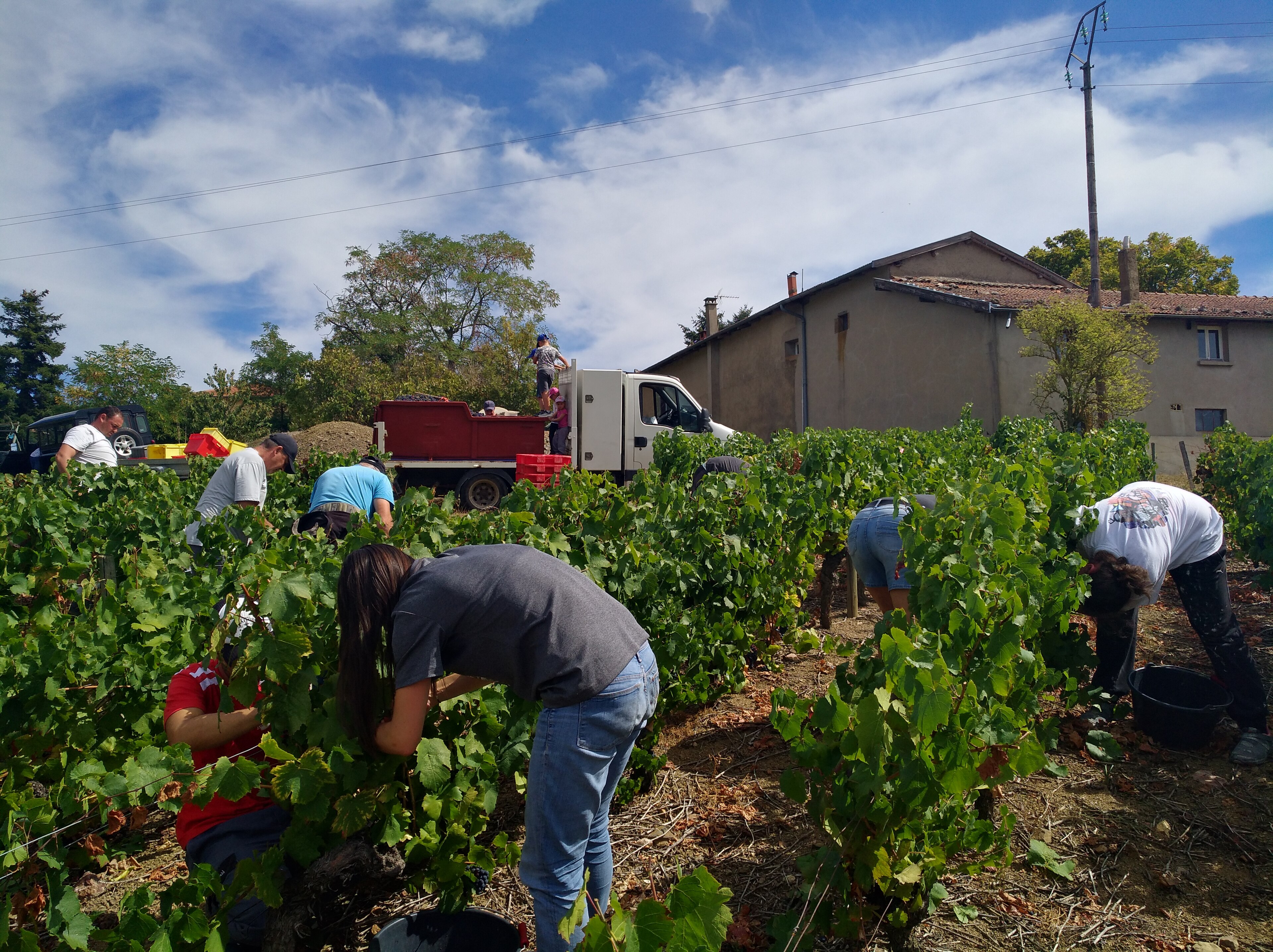 Grappes entières, de la vigne à la cuve